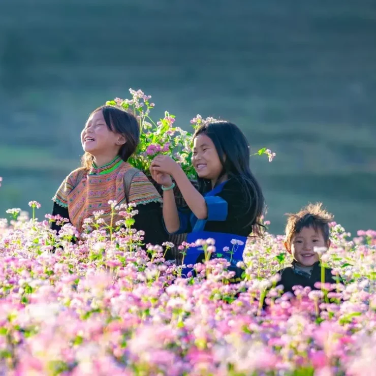 Buckwheat Flower in Ha Giang – Majestic Natural Wonder