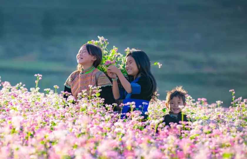 Buckwheat Flower in Ha Giang – Majestic Natural Wonder