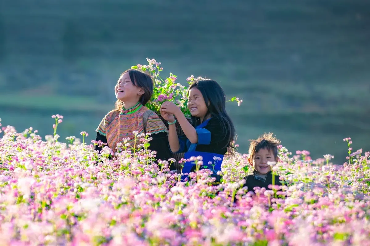 Buckwheat Flower in Ha Giang – Majestic Natural Wonder