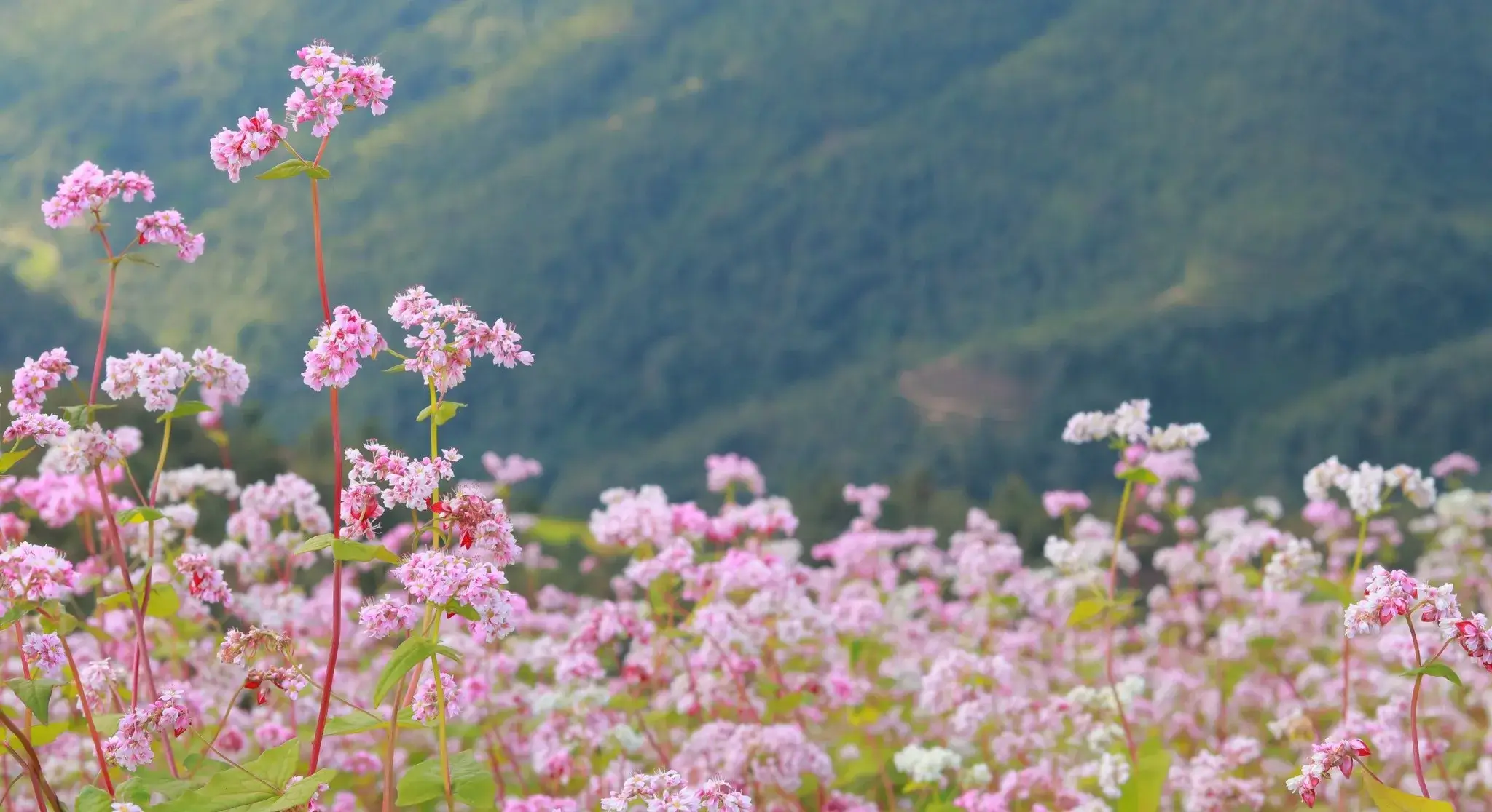 Place to see buckwheat flower in Ha Giang