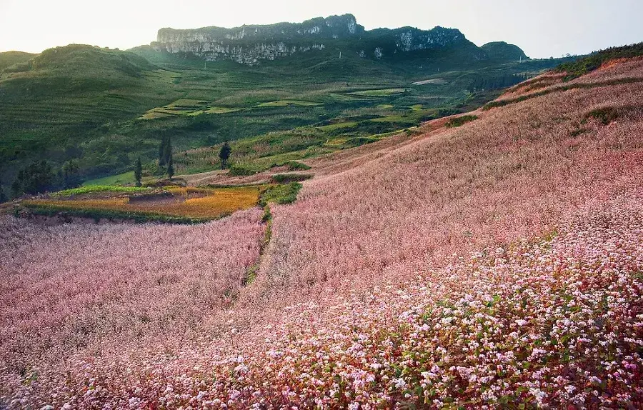 Place to see buckwheat flower in Ha Giang