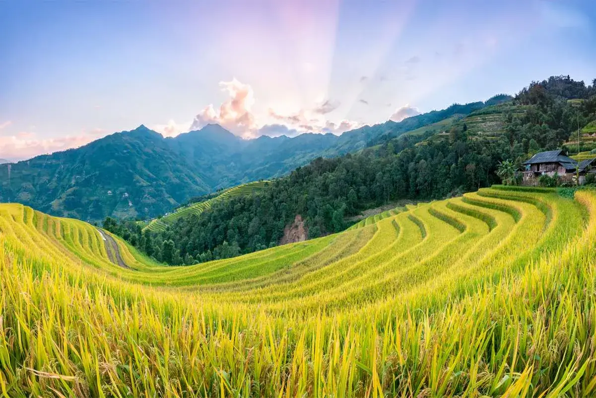 Ban Phung is known as one of the most beautiful spots to view ripe rice at Hoang Su Phi rice terraced fields