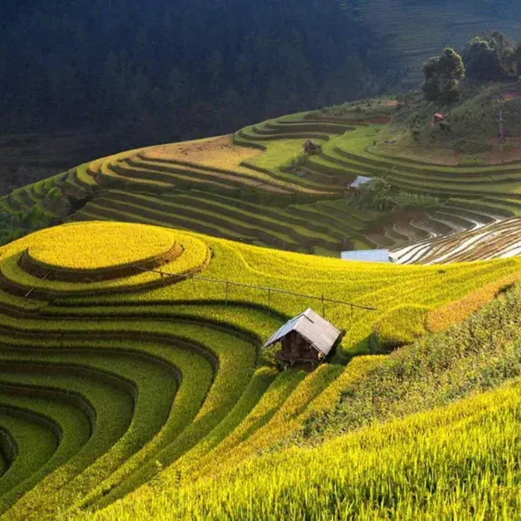 Discover the Beauty of Hoang Su Phi Rice Terraced Fields