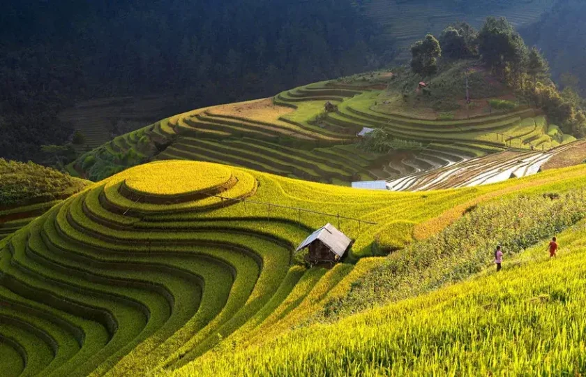 Discover the Beauty of Hoang Su Phi Rice Terraced Fields