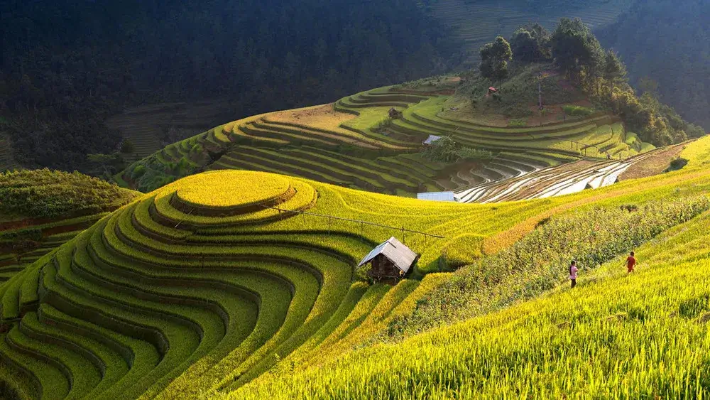 Discover the Beauty of Hoang Su Phi Rice Terraced Fields