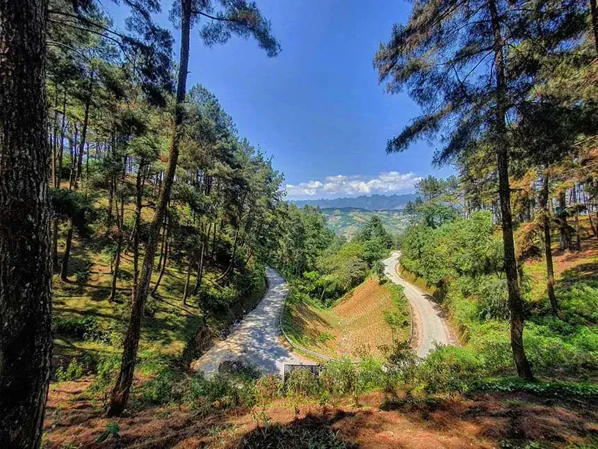 Experience the winding curves leading to the Yen Minh pine forest