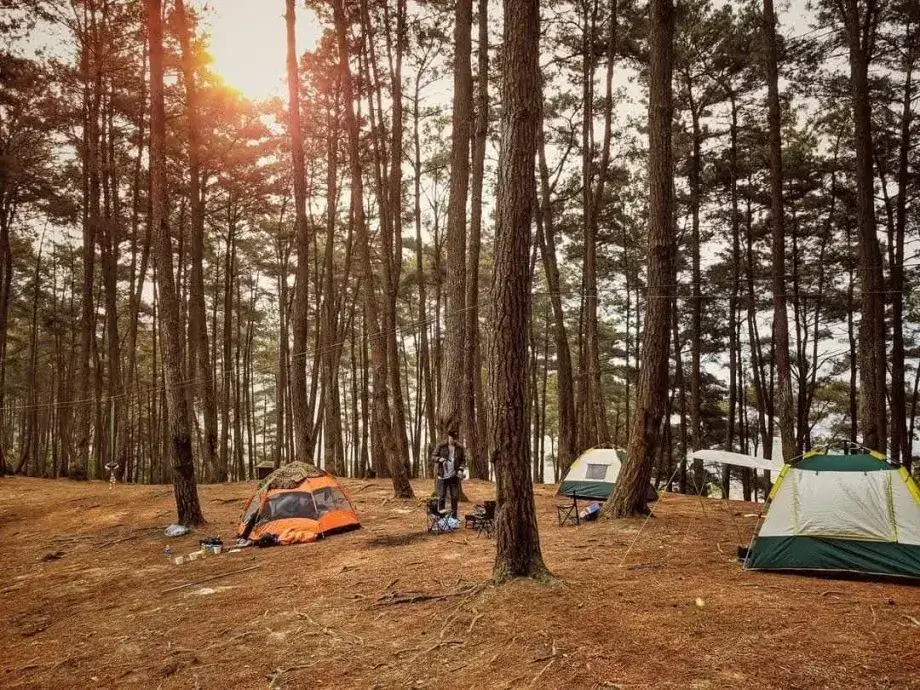 Camping in Yen Minh Pine Forest