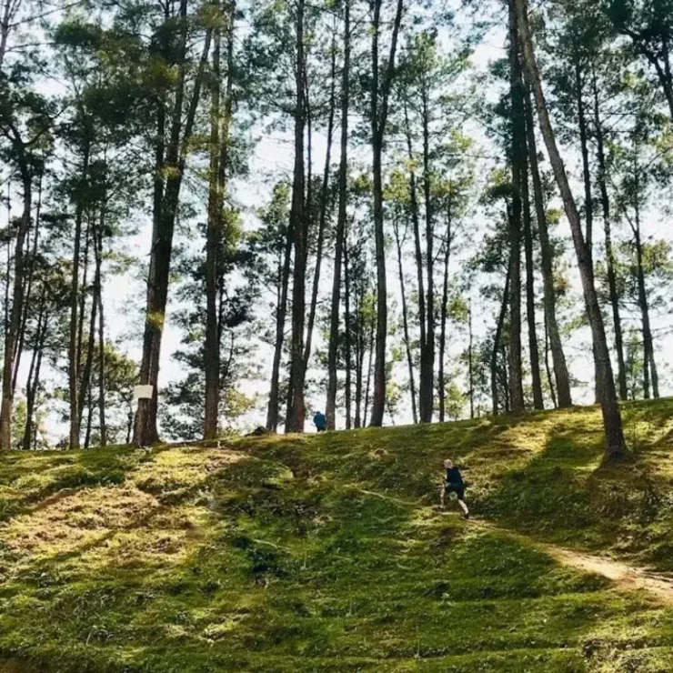 Yen Minh Pine Forest – The majestic beauty of Ha Giang