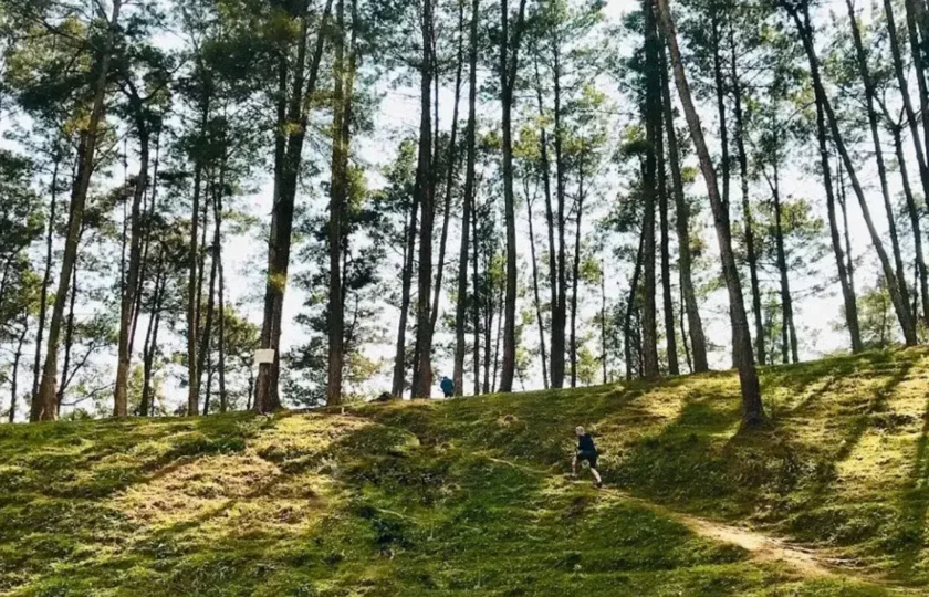 Yen Minh Pine Forest – The majestic beauty of Ha Giang