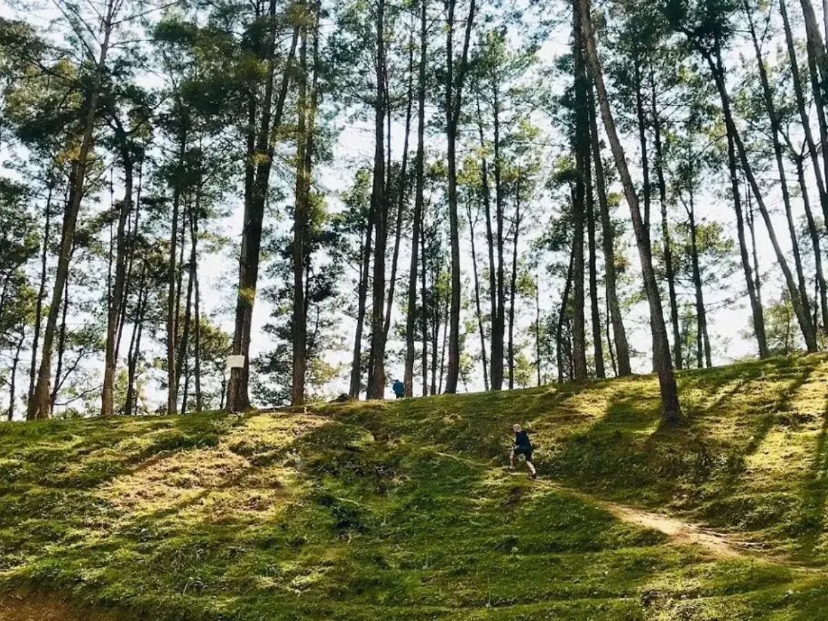 Yen Minh Pine Forest – The majestic beauty of Ha Giang