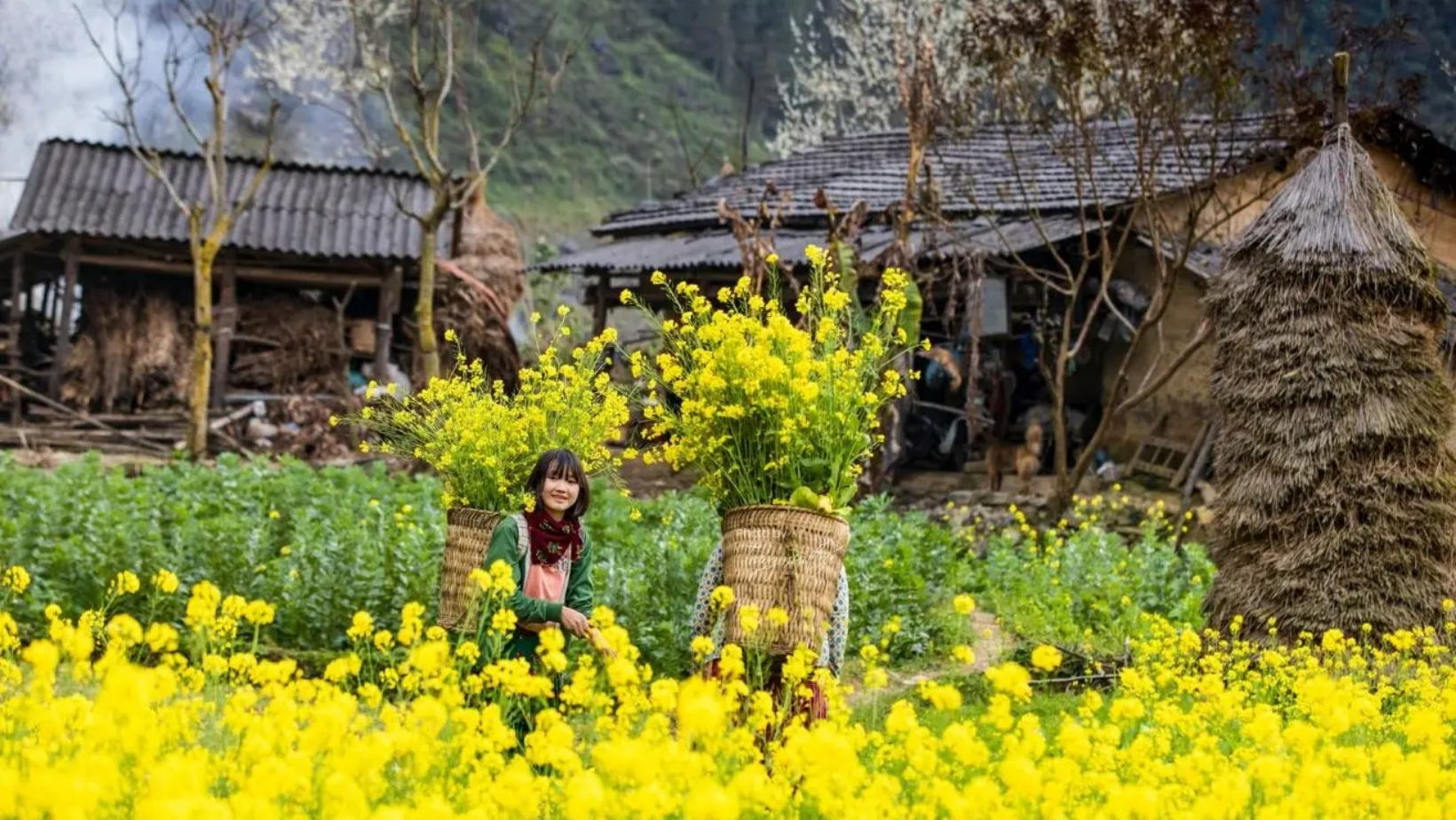 Hoa cải nở rộ trên cao nguyên đá - Hà Giang tháng nào đẹp nhất