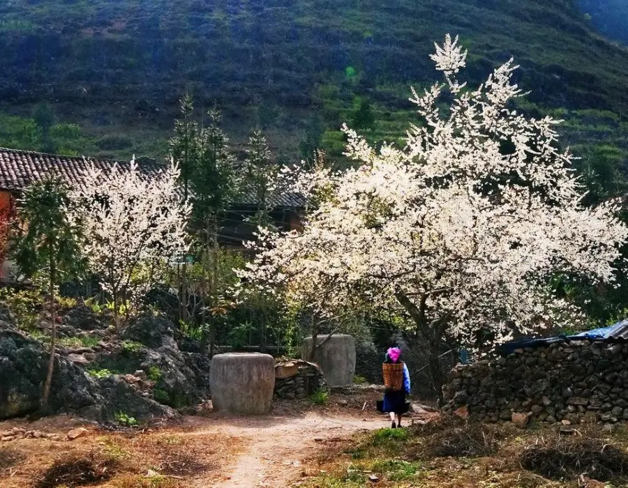 Ha Giang loop in spring with peach and plum flowers blooming along the mountain slopes.