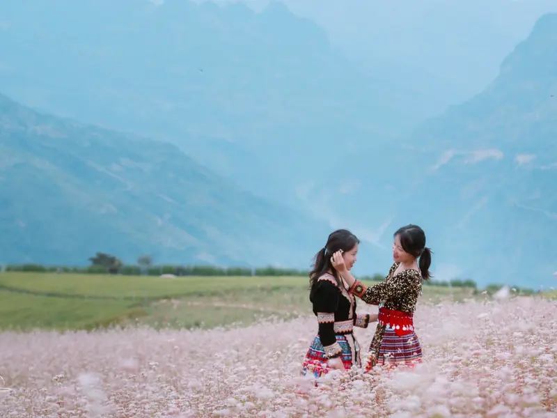 Hoa tam giác mạch Hà Giang