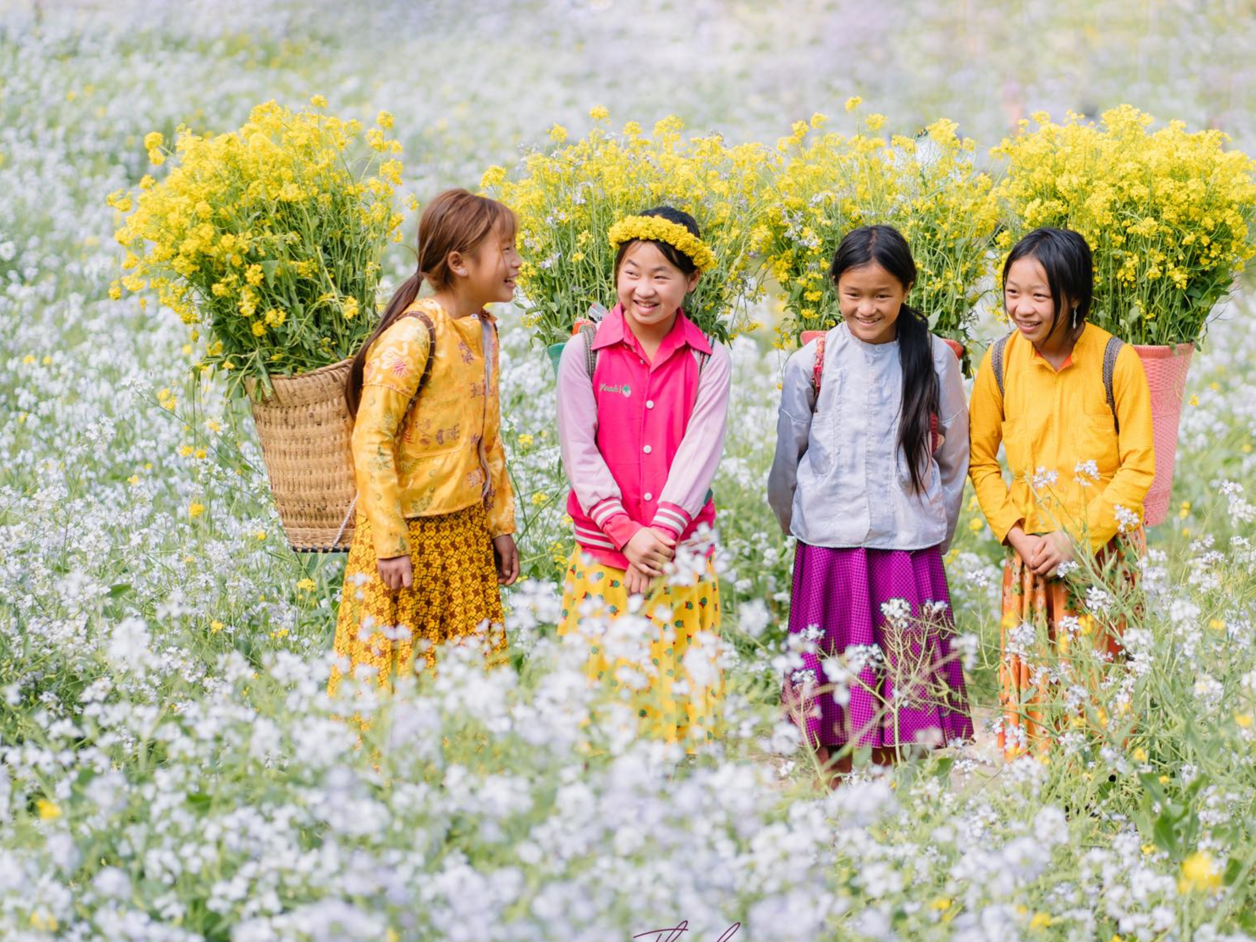 Không chỉ là loài hoa đẹp, tam giác mạch còn là niềm tự hào văn hóa của người dân Hà Giang