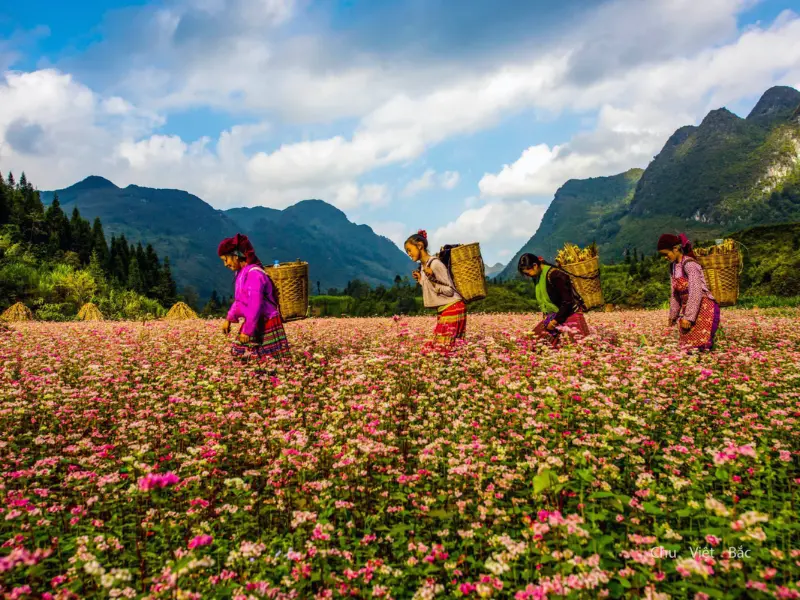 Mùa hoa Tam Giác Mạch Hà Giang