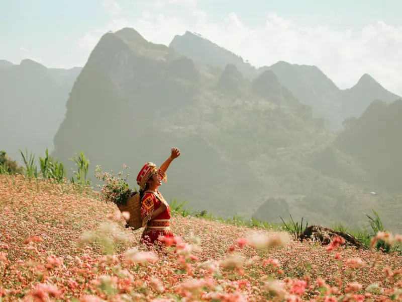 Tam Giác Mạch flower