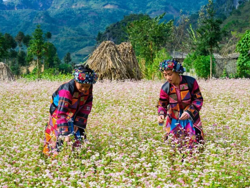 mùa hoa tam giác mạch