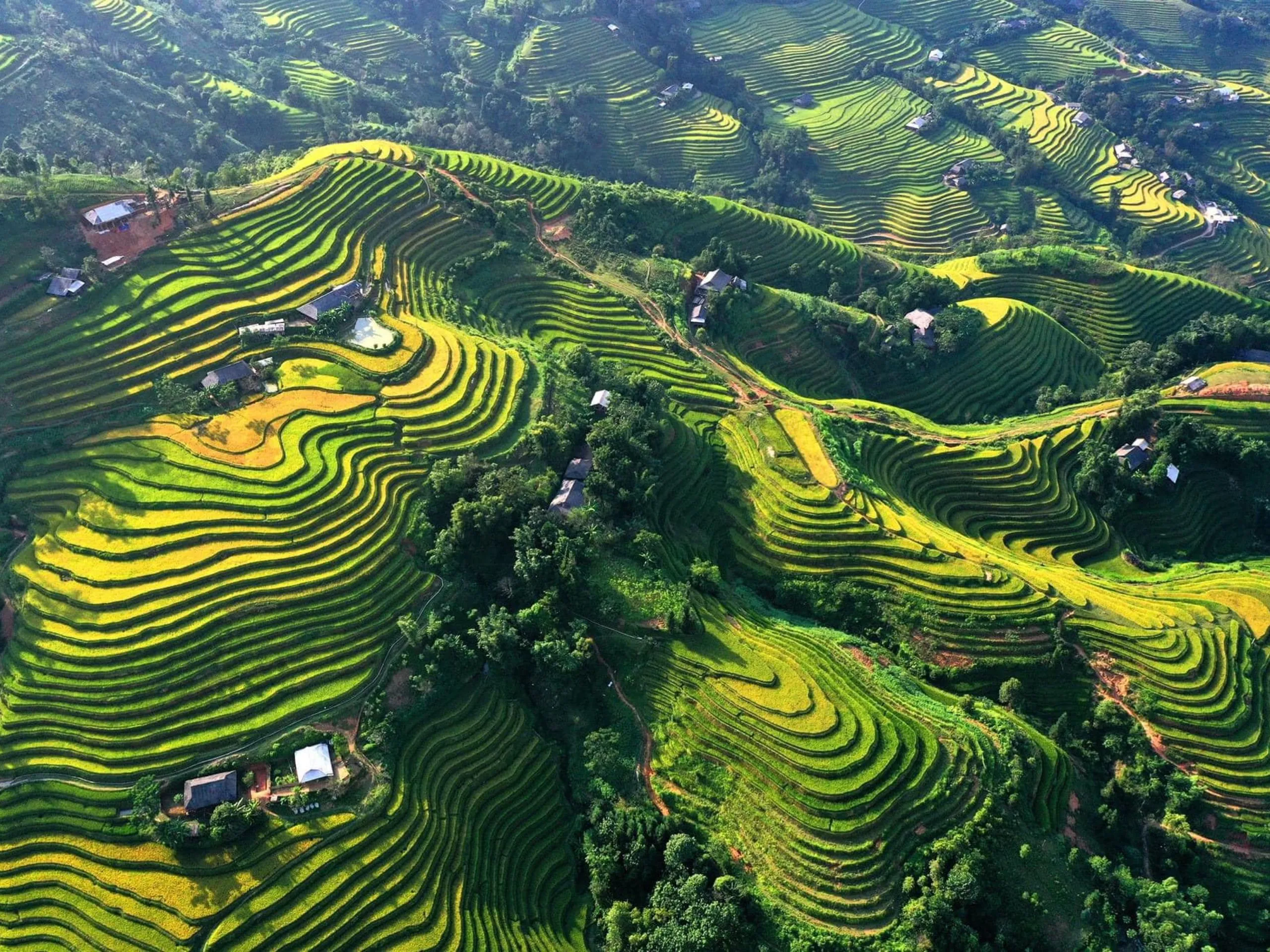 Cảnh đẹp ruộng bậc thang Hoàng Su Phì mùa lúa chín