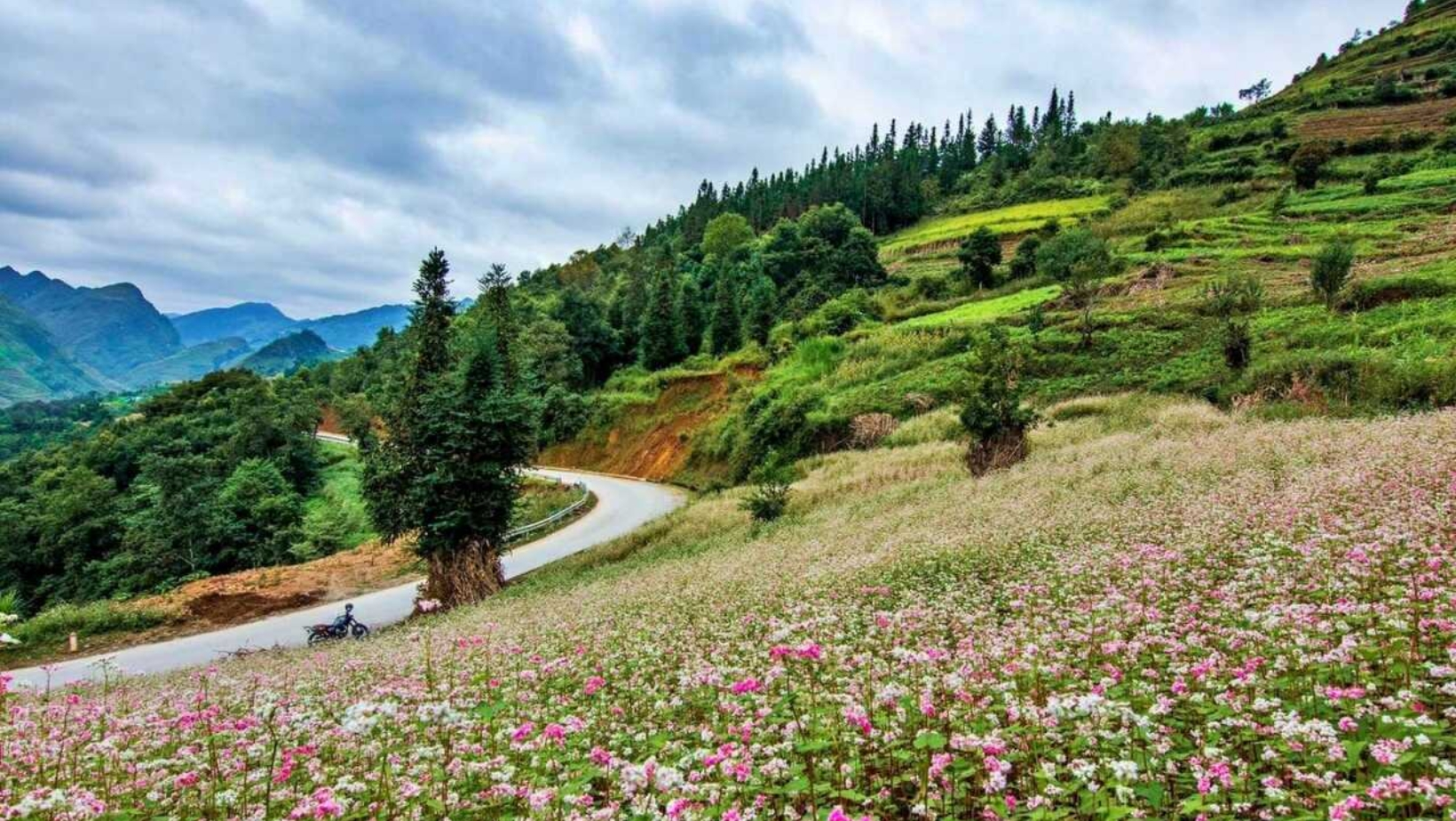 Cánh đồng hoa tam giác mạch trải dài trên cao nguyên đá, tô điểm rực rỡ cho cung đường dẫn lối đến phố cổ Đồng Văn.