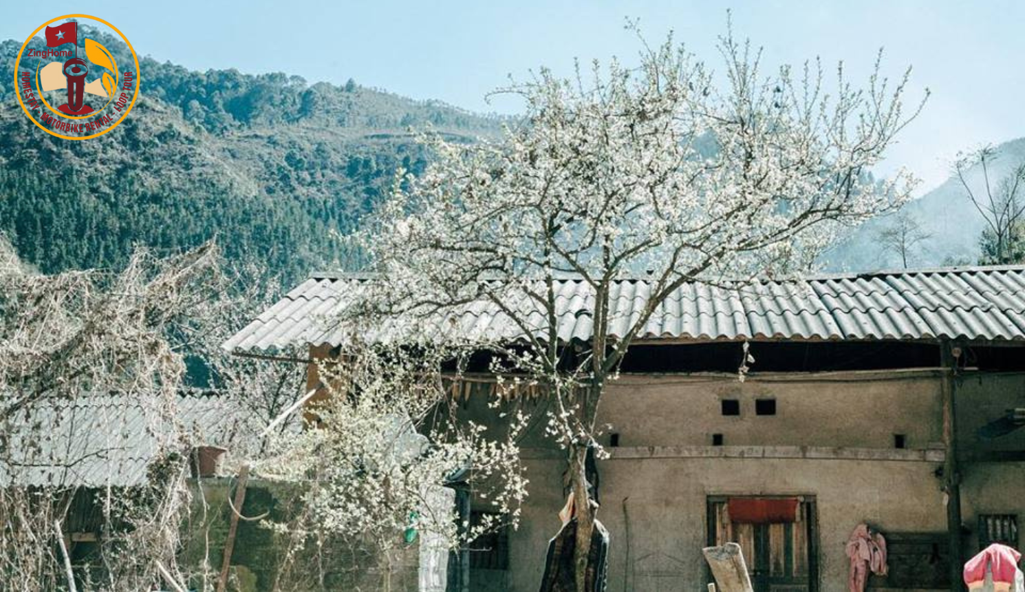 Cánh hoa mận rơi nhẹ trong gió núi Hà Giang