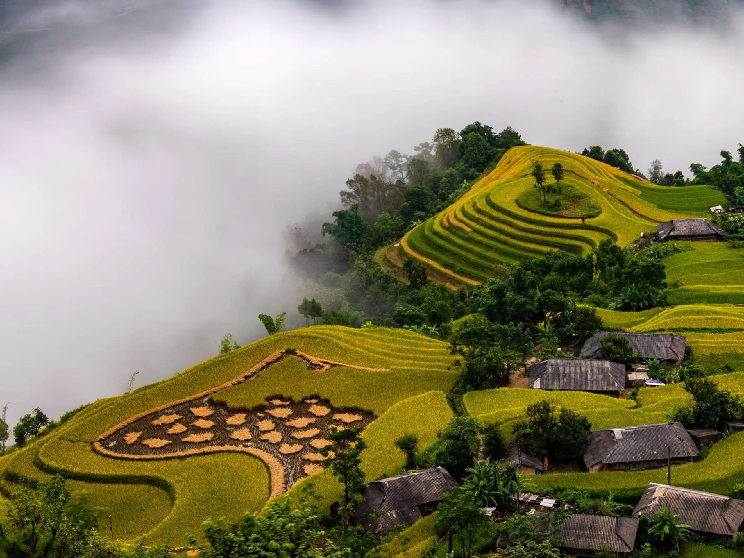 Hình ảnh ruộng bậc thang Hoàng Su Phì mùa lúa chín vô cùng đa dạng và thay đổi theo từng góc chụp