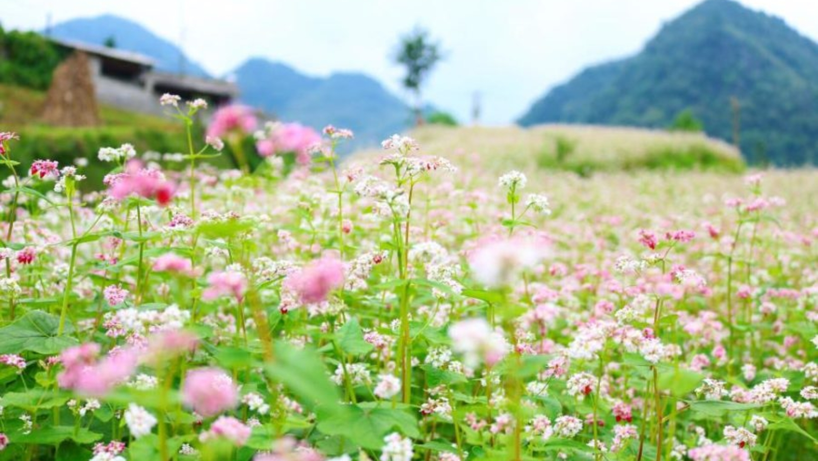 Hoa tam giác mạch Hà Giang mùa nào đẹp nhất?