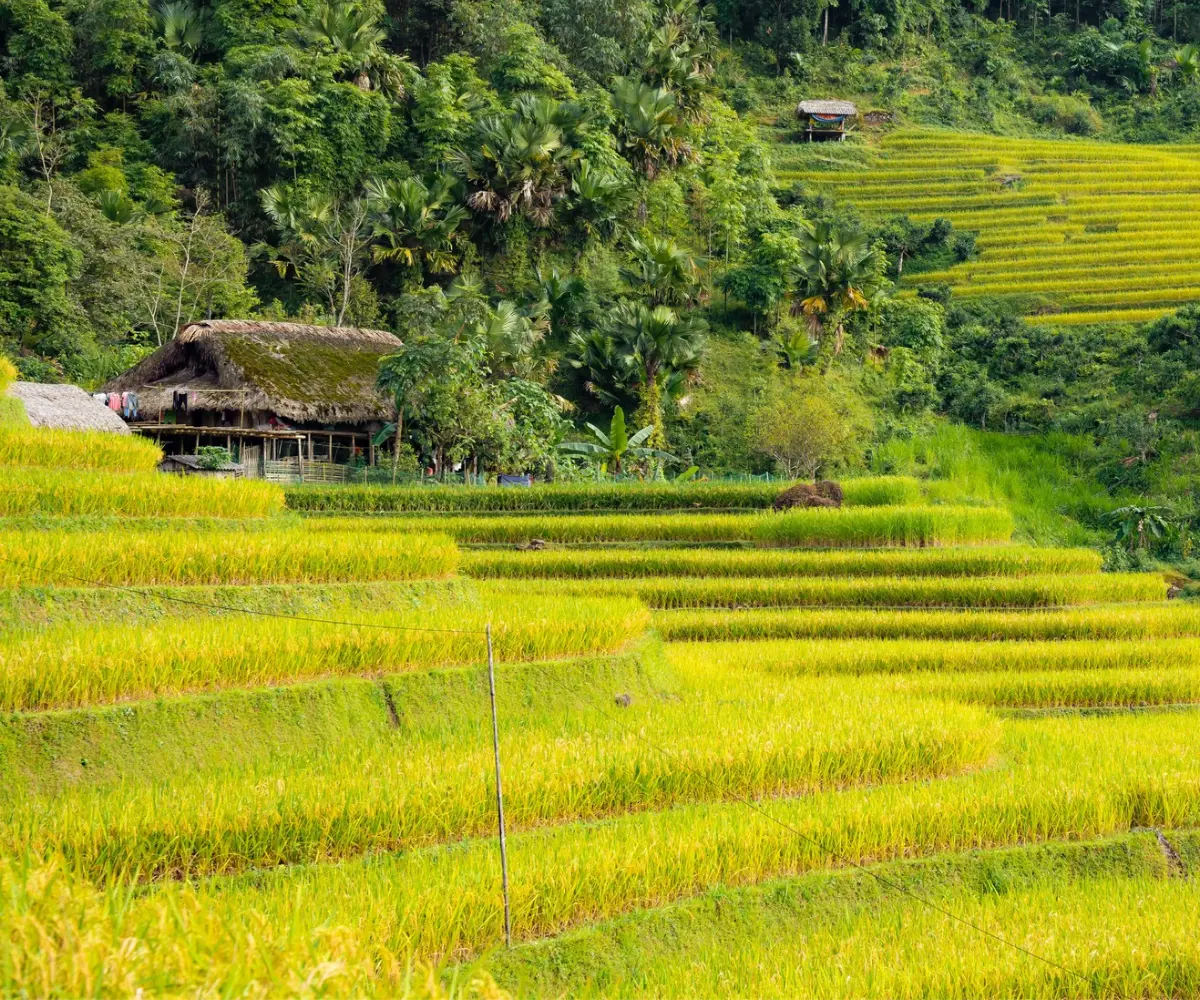 September is the time when the terraced fields in Hoàng Su Phì turn golden