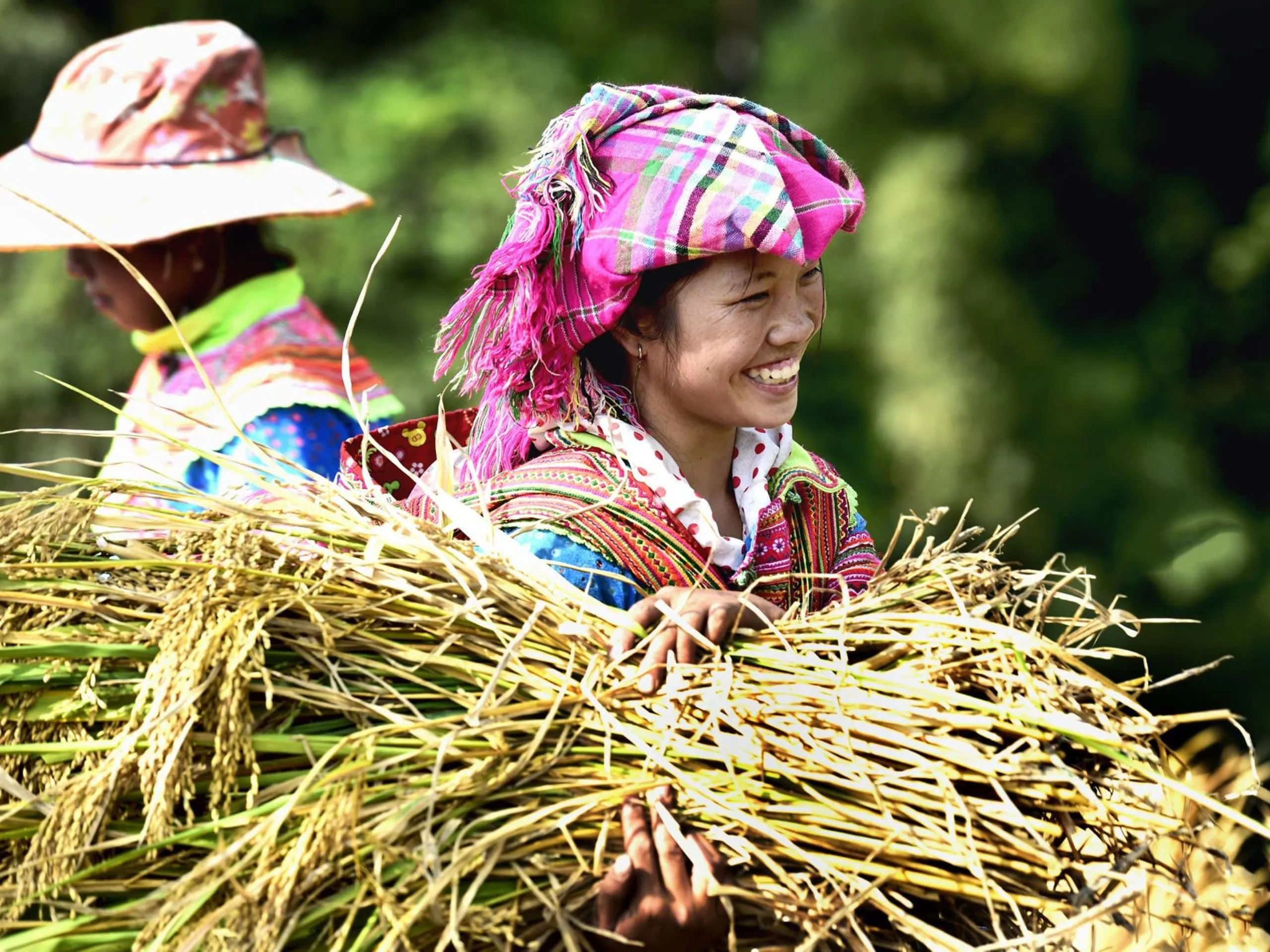 Lưu ý khi tham quan ruộng bậc thang Hoàng Su Phì mùa lúa chín