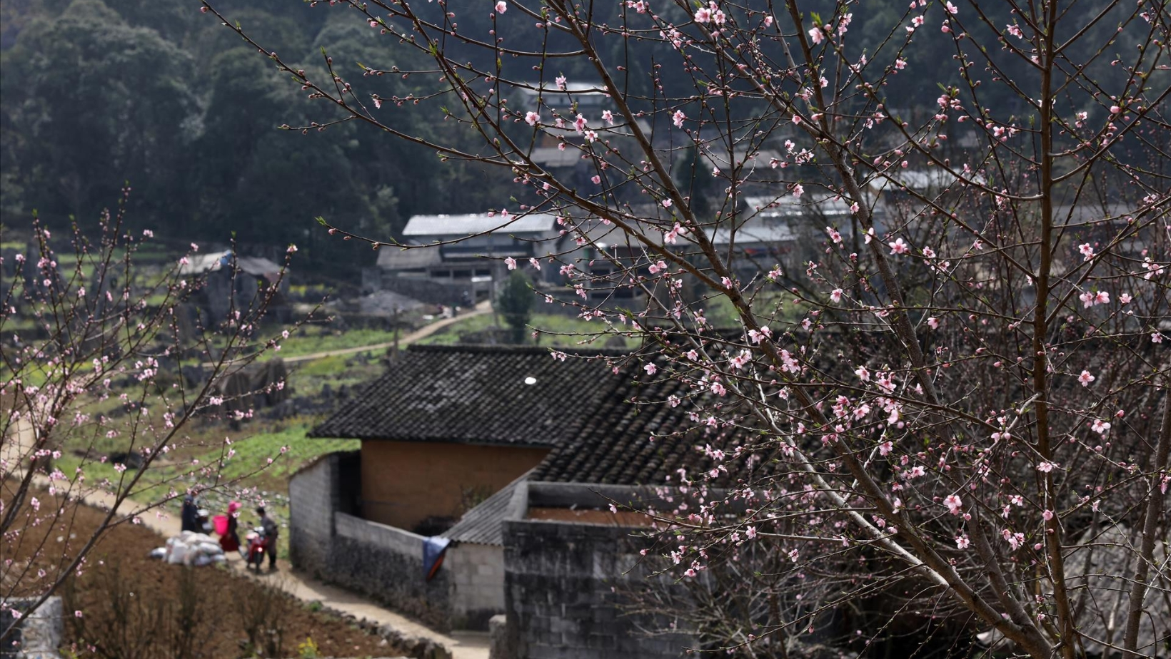 Peach blossoms blooming along Tham Ma Slope – soft pink hues weaving through the rugged gray mountains, creating a scene both poetic and majestic