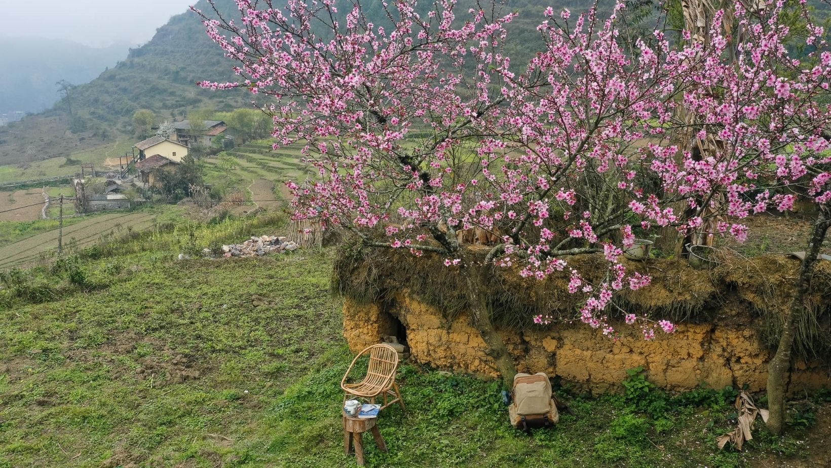 Mùa hoa đào nở trên cao nguyên đá Đồng Văn