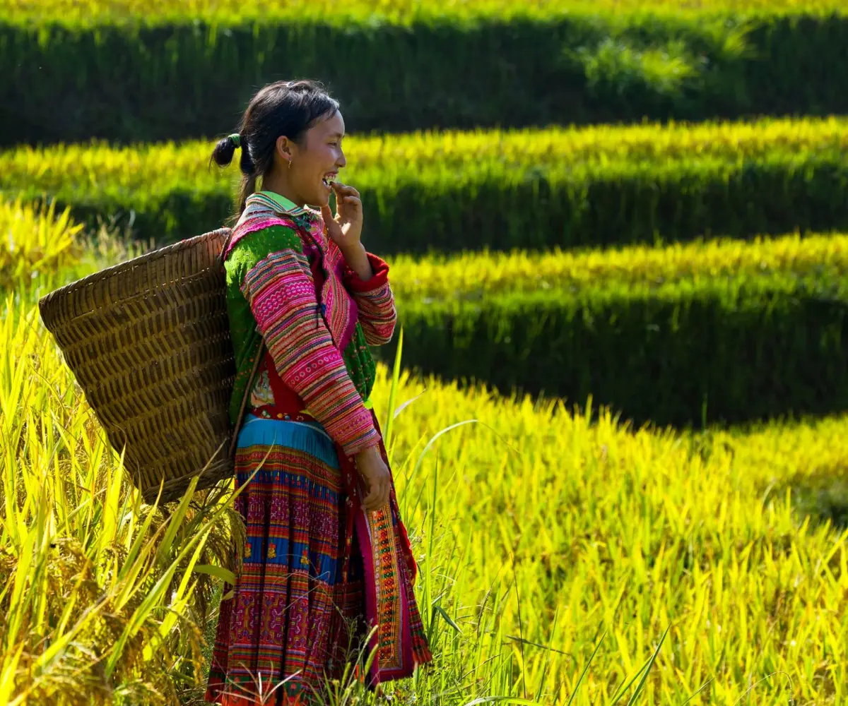Hoàng Su Phì với những ruộng bậc thang vàng óng