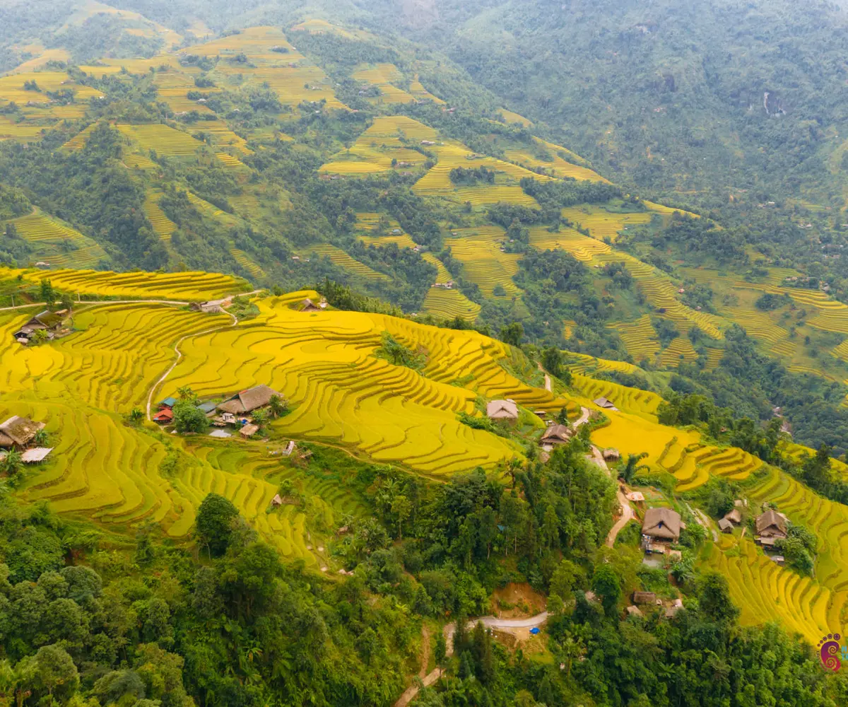 Mùa lúa chín là thời điểm mà Hoàng Su Phì khoác lên mình lớp áo vàng rực