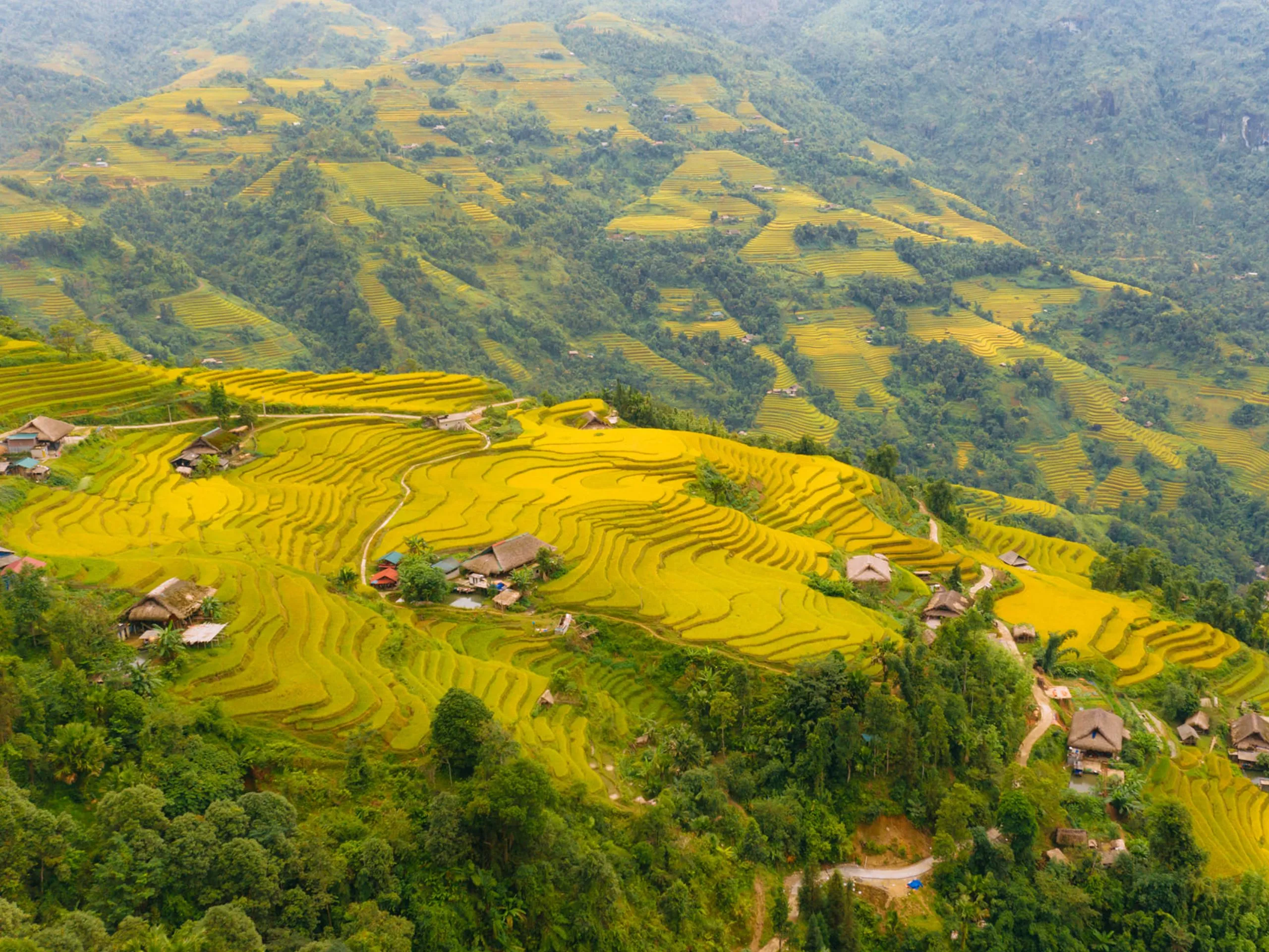 Ruộng bậc thang Hoàng Su Phì mùa lúa chín đẹp rực rỡ nhất vào khoảng thời gian từ giữa tháng 9 đến giữa tháng 10