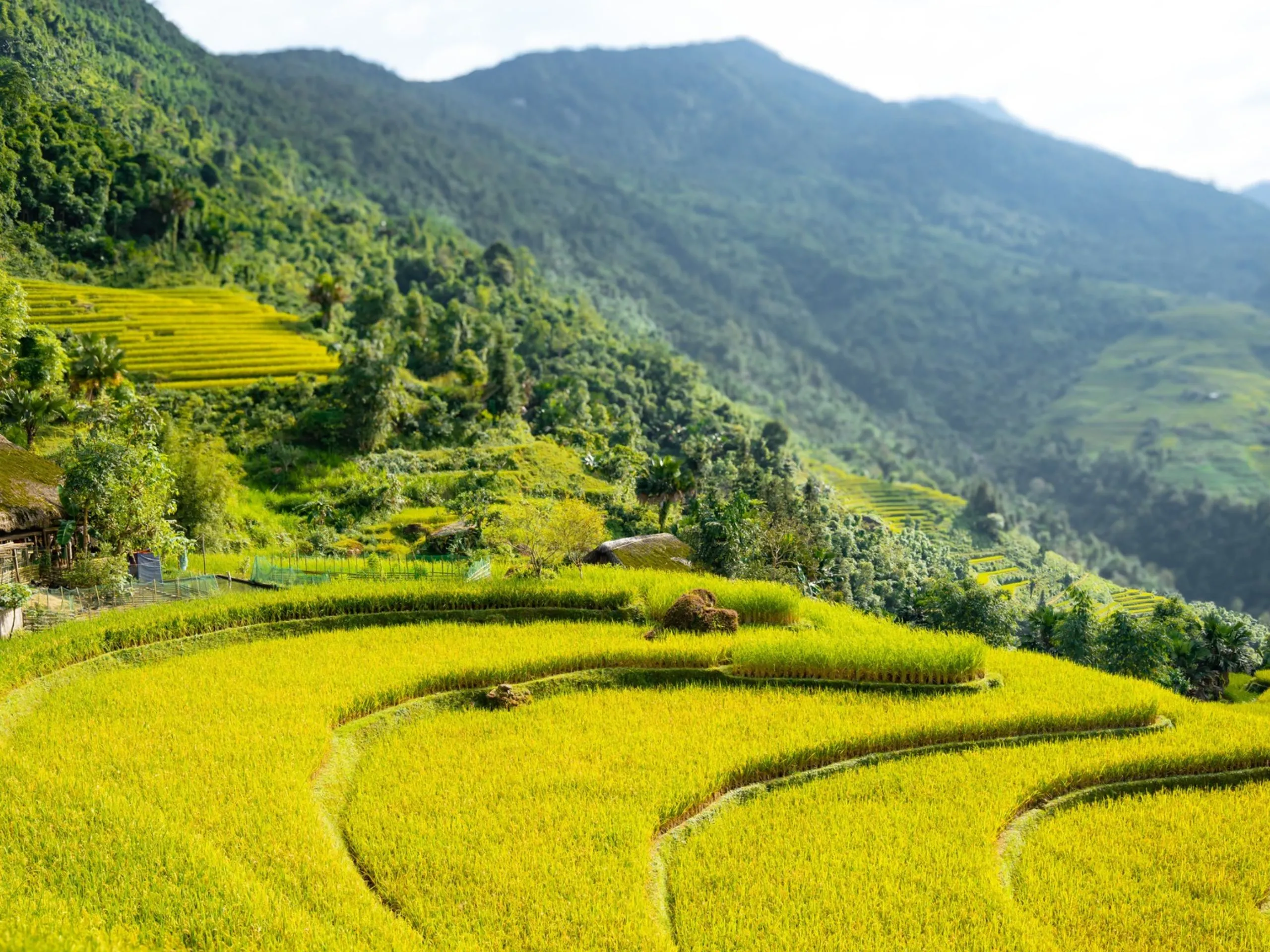 Ruộng bậc thang tại Hoàng Su Phì