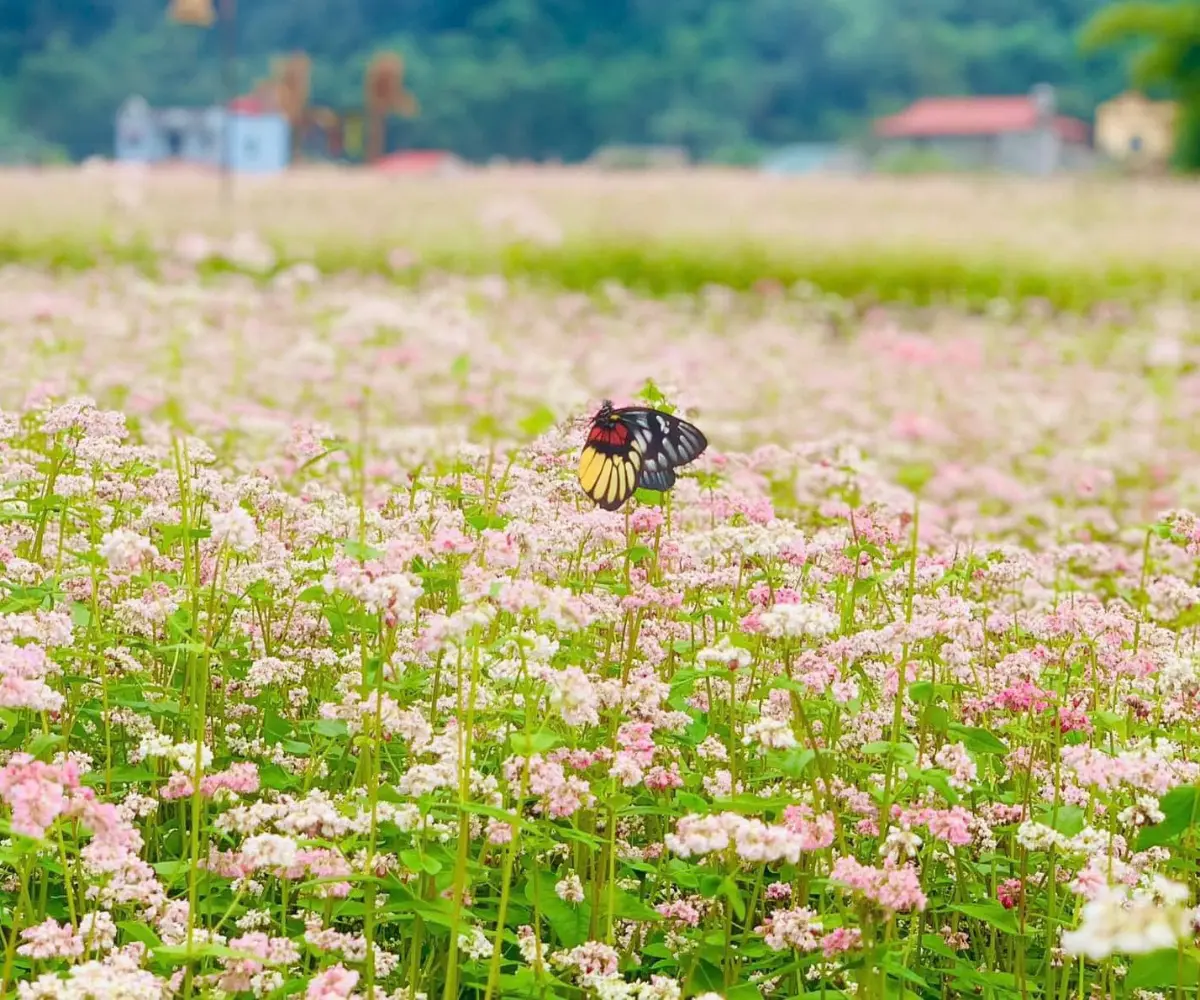 Blooming buckwheat flower field nestled among the rocky mountains of Ha Giang.