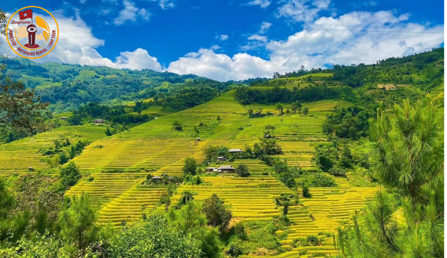 Mùa lúa chín Hoàng Su Phì như một bức tranh vẽ