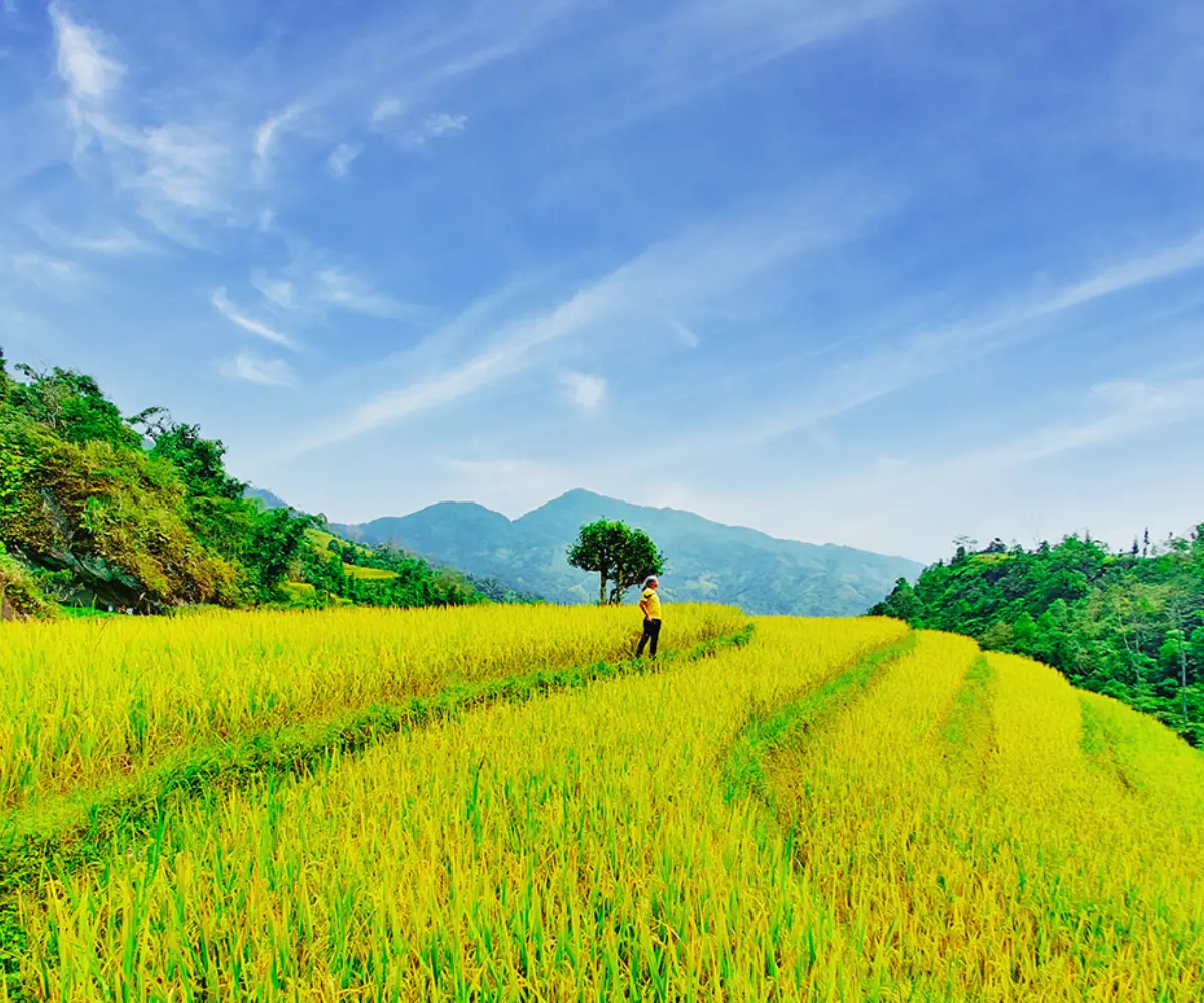 Mùa lúa chín Hoàng Su Phì