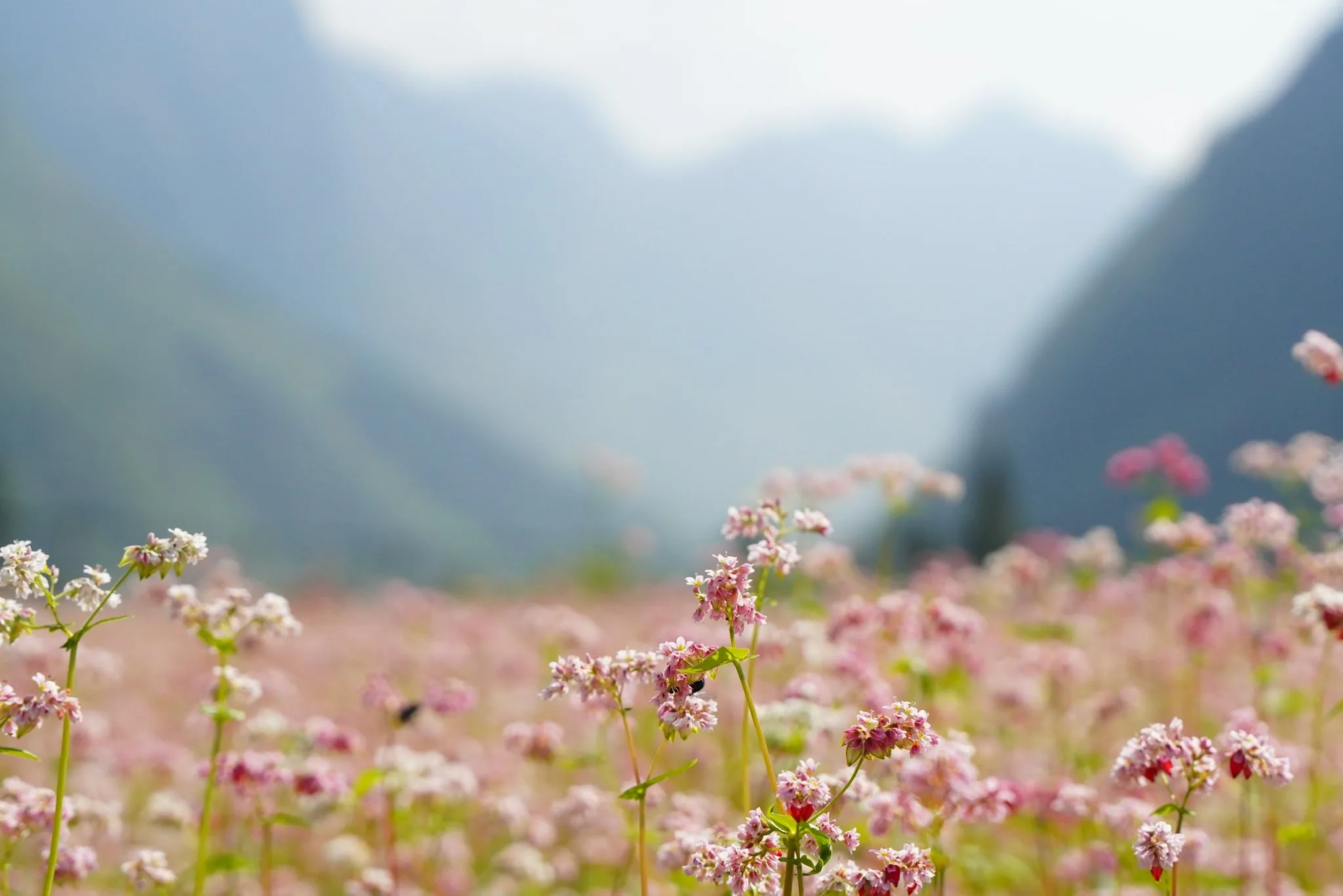 One of the most captivating highlights of Ha Giang in November is the peak season for buckwheat flowers