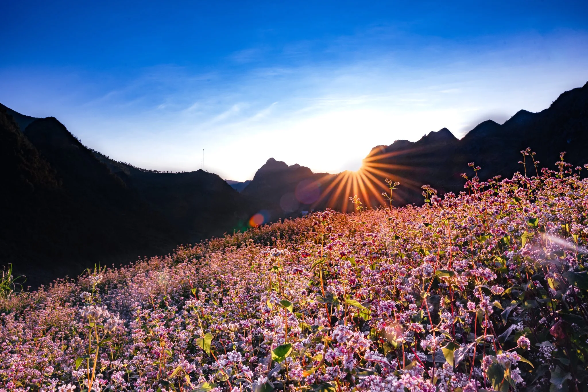 The blooming of buckwheat flowers during Ha Giang in November adds even more charm to the scenery