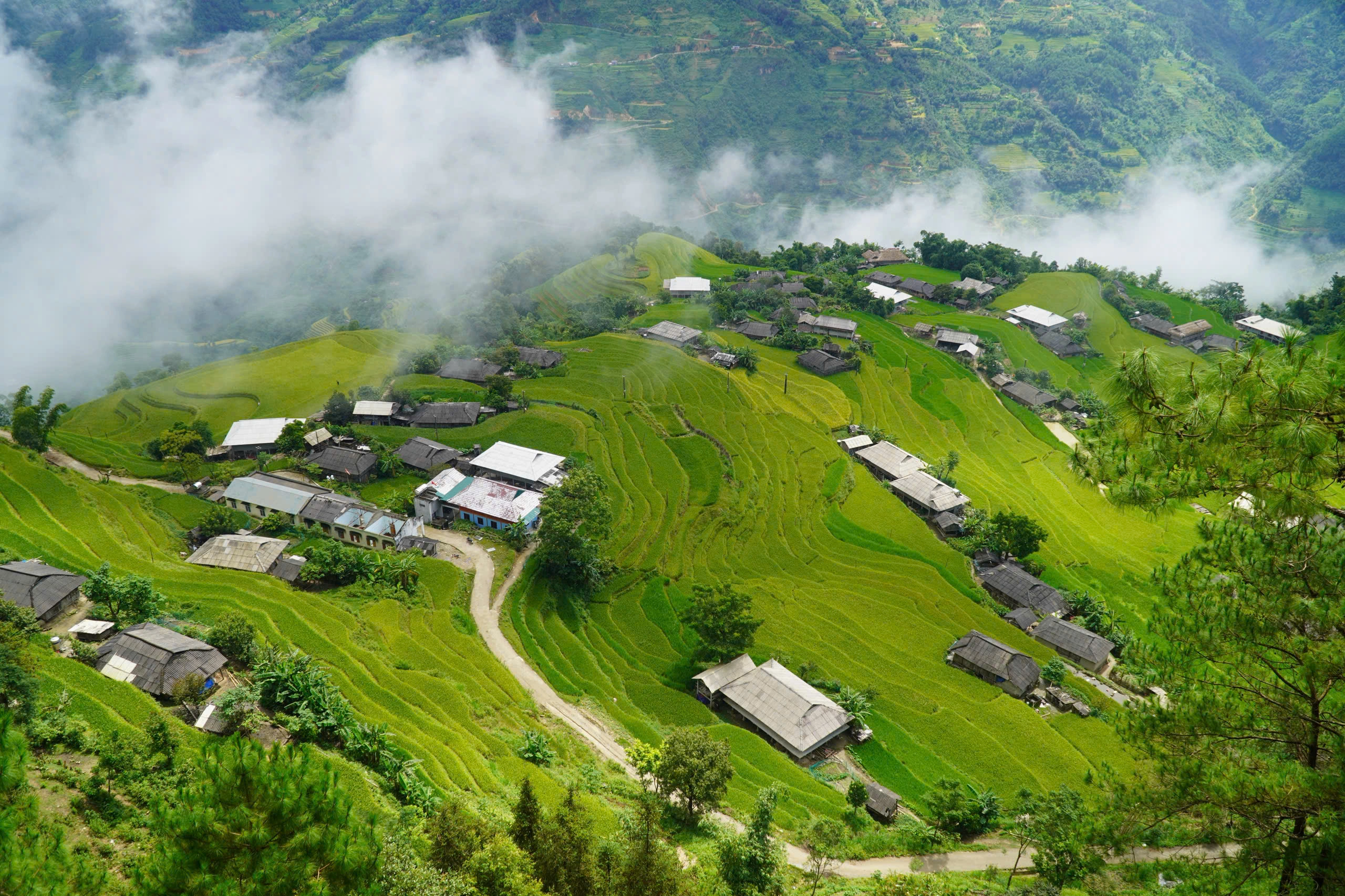 Mùa lúa chín Hà Giang