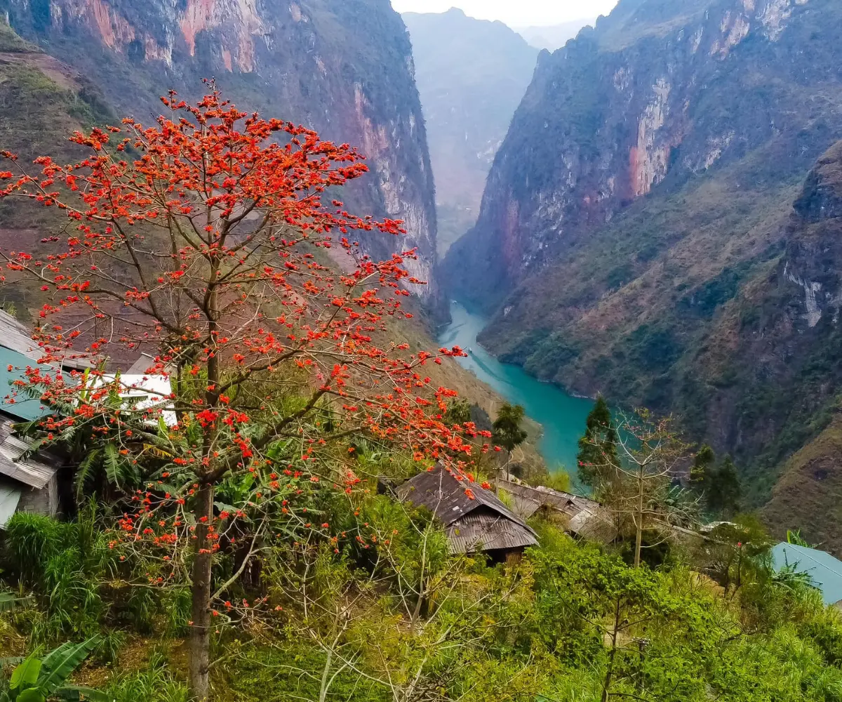 Sông Nho Quế mùa hoa gạo nở rực đỏ, hoa rơi lững lờ trôi trên mặt nước yên ả.
