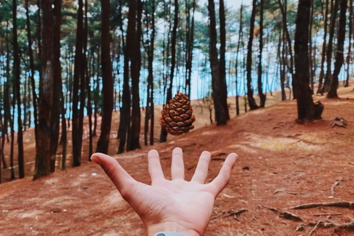 Giữa đất đá hoang sơ, đồi thông Yên Minh vẫn xanh mướt