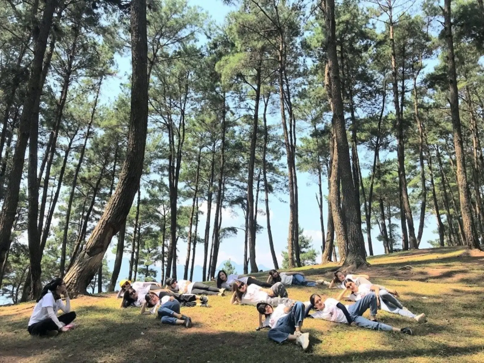Đồi thông Yên Minh Hà Giang với rừng thông xanh bạt ngàn, không khí trong lành và cảnh quan thơ mộng giữa núi rừng.