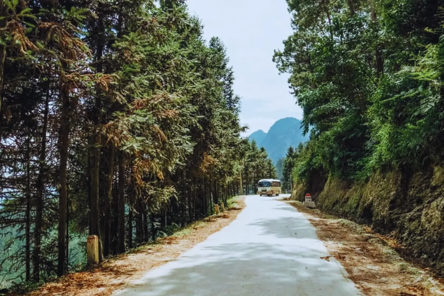 Rừng thông Yên Minh – “Đà Lạt thu nhỏ” giữa lòng Hà Giang.