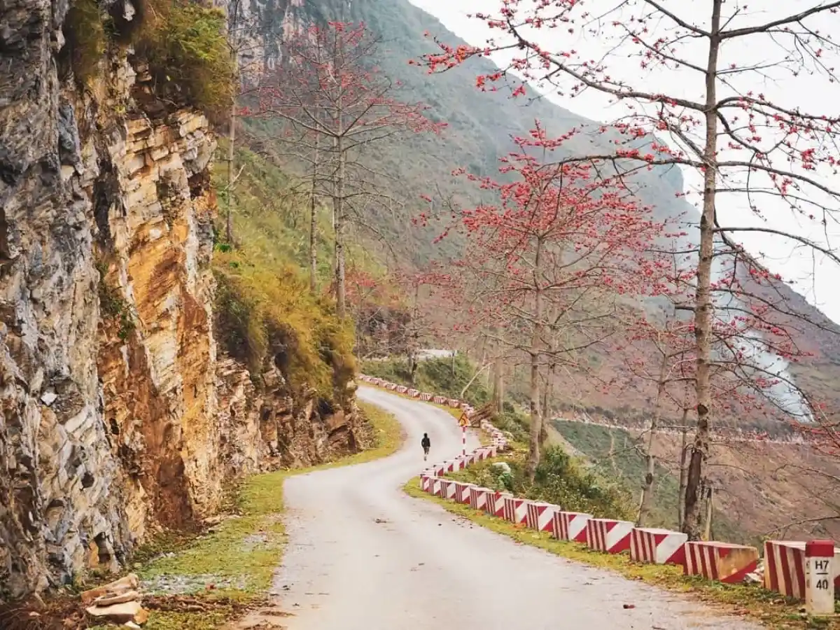 Bright red Bombax flowers blooming across mountain slopes in Ha Giang in April