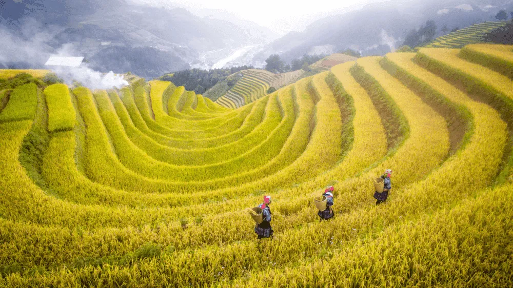 Vast mountain rice terraces, perfect for anyone exploring Ha Giang Loop or Sapa.
